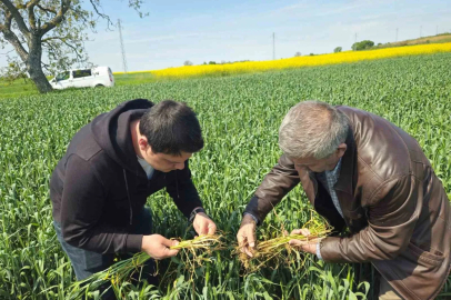 Edirne’de buğday ekili alanlarda hastalık uyarısı
