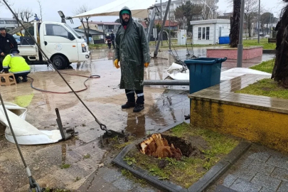 Sakarya’da 25 metrelik kavak ağacı şiddetli rüzgara dayanamadı
