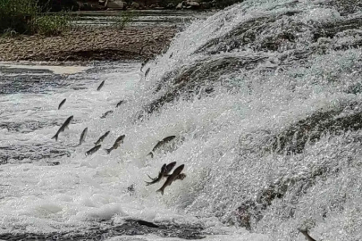 İnci kefalleri, Van Gölü’ne dökülen akarsulara girmesi için gereken ekolojik şartları tamam

