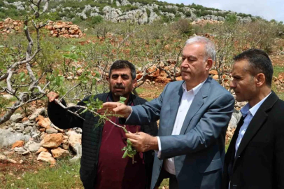 Araban’da ’süper hücre’ fırtınası fıstık bahçelerine zarar verdi
