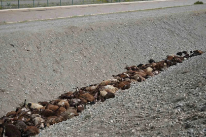 Iğdır’daki arı saldırısının ardından bölgede hasar tespiti sürüyor
