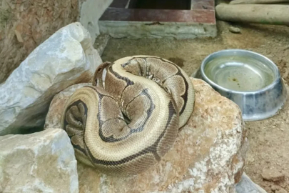 Ordu’da yasa dışı bulundurulan piton ele geçirildi
