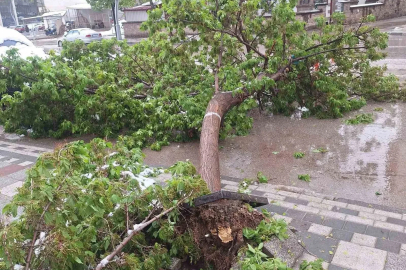 Karın ağırlığına dayanamayan ağaçlar devrildi
