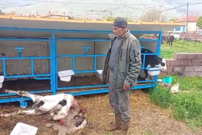 Başıboş köpekler buzağıyı parçaladı
