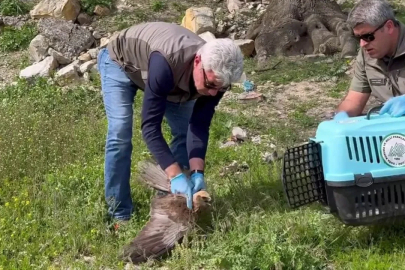 Bitkin halde bulunan kızıl şahin tedavisinin ardından doğaya salındı
