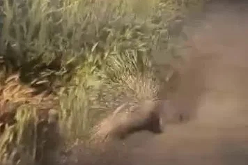 Diyarbakır’da nesli tükenme tehlikesi altında bulunan oklu kirpi görüntülendi

