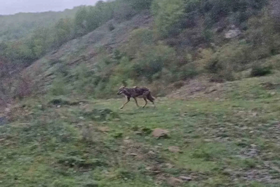 Aç kalan çakal yerleşim yerine indi
