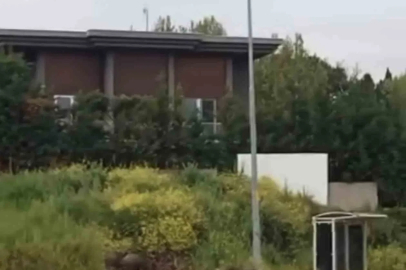 Aç kalan domuz sürüsü, gündüz şehir merkezine indi
