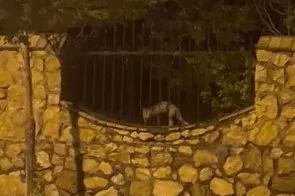 Elazığ’da aç kalan tilki tavuğu böyle götürdü
