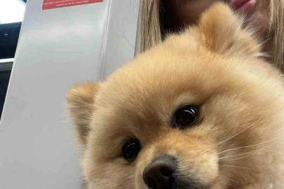 Gaziosmanpaşa’da "petshopta yıkanan köpeğin ihmalden öldüğü" iddiası
