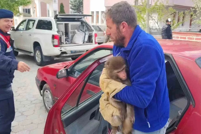 Yozgat’ta Hint Şebeği olarak bilinen maymun jandarma tarafından yakalandı
