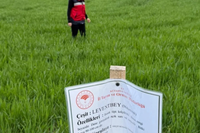 Aslanapa’da buğday demonstrasyon sahalarında hastalık ve zararlı sürvey çalışmaları

