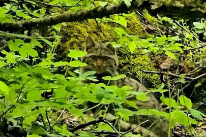 Bolu’da ormanlık alanda gezinen yaban kedisi görüntülendi
