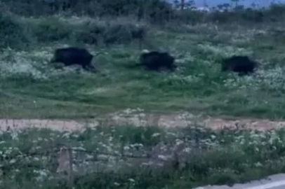 Bursa’da domuzlar şehir içinde görüntülendi
