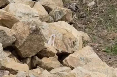 Muş’ta nadir görülen beyaz sansar görüntülendi
