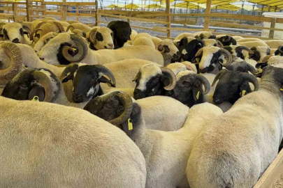Kurban Bayramı’na sayılı günler kala hayvan pazarları kurulmaya başladı
