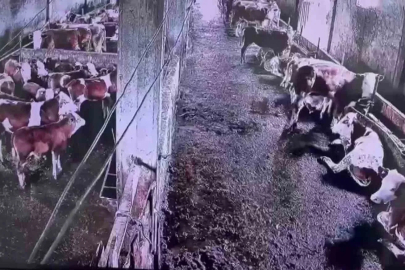 İnsanların hissetmediği depremi inekler hissetti
