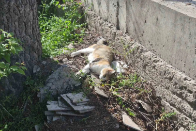 Sabah beslediği anne ve yavru kediyi öğlen telef olmuş halde buldu
