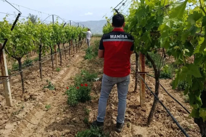 Bağlarda hasat öncesi pestisit denetimi başladı
