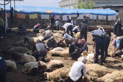 Şırnak’ta göçerler yüzlerce koyunu imece usulü kırkıyor
