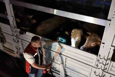 Kurban Bayramı öncesi İstanbul’da sevk noktalarında yoğun mesai
