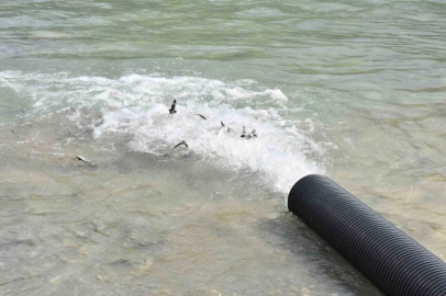 Sinop’ta 2 bin adet mersin balığı denize bırakıldı

