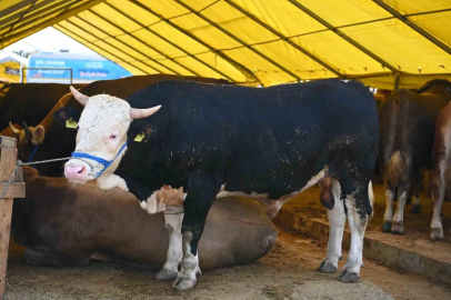 Bahçelievler’de Kurban Bayramı hazırlıkları tamamlandı

