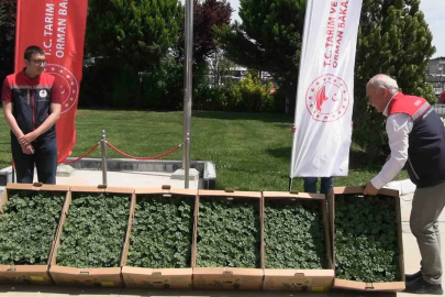 Edirne’de karpuz fideleri üreticiyle buluştu: 63 çiftçiye 60 bin fide dağıtıldı
