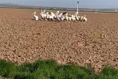 Pelikan sürüsünü tarlada gören çiftçilerin tarifi ilgi çekti
