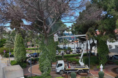 Alanya’da Akdeniz çam kabuk böceğine karşı ortak mücadele başlatıldı
