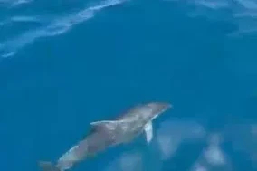 Alanya’da yunusların gösterisi turistleri hayran bıraktı
