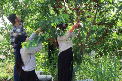 İspanyol kirazı Adana’dan Avrupa’ya ihraç ediliyor
