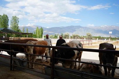 Erzincan’da Kurban Bayramı hareketliliği başladı
