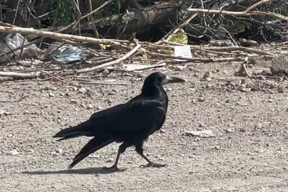 Van’da yaralanan kargayı arkadaşları yalnız bırakmadı
