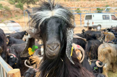Kepez’in kurban pazarları hizmette

