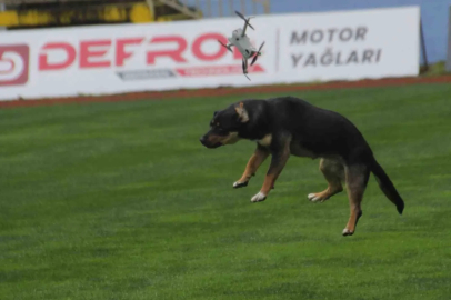 19 Mayıs kutlamalarında tehlikeli anlar: Stada giren başıboş köpek, dronu böyle düşürdü
