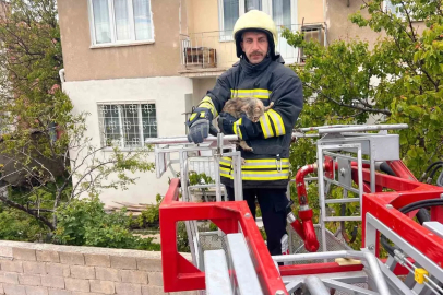 Erzincan’da çatıda mahsur kalan kedi itfaiye ekiplerince kurtarıldı
