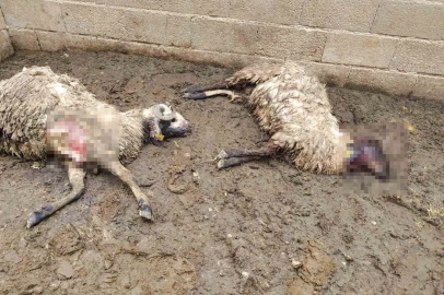 Ağıla giren kurt kurbanlık hayvanları telef etti
