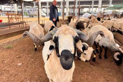 Kahramanmaraş’ta hayvan pazarında sakinlik hakim
