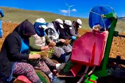 Yıllardır atıl durumda olan tarım arazilerine ‘kekik’ ekimine başlandı
