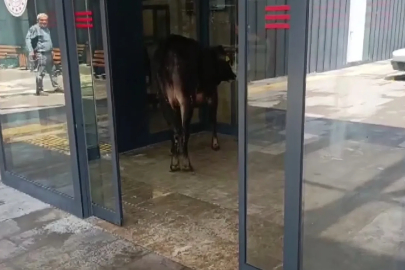 Nizip’te kaçan kurbanlık dana soluğu acil serviste aldı
