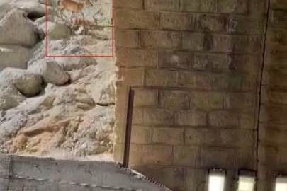 Malatya’da dağ keçileri görüntülendi
