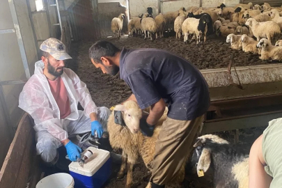 Kemah’ta küçükbaş hayvanlar için sağlık taraması yapıldı
