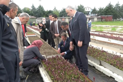 Doğadan tarlaya salep yolculuğu Samsun’da büyüyor
