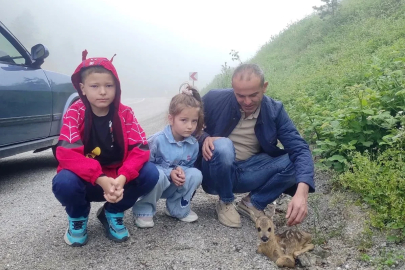 Yol kenarında yaralı halde bulunan yavru karaca, koruma altına alındı
