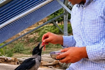 Yaralı kargayı eliyle besledi
