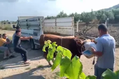 6 kişinin zapt edemediği boğa bir tekmeyle böyle yere serdi
