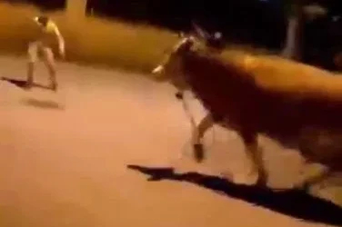 Bursa’da dana paniği
