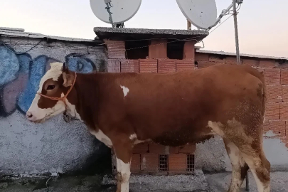 Kesmek için büyükbaş hayvanı 6’ıncı kata çıkardı
