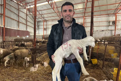 57 yıllık tecrübeden koyunculuğa başlayacaklara önemli öneriler
